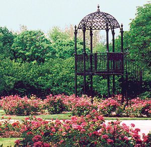 Red White And Blooms At The Park Of Roses